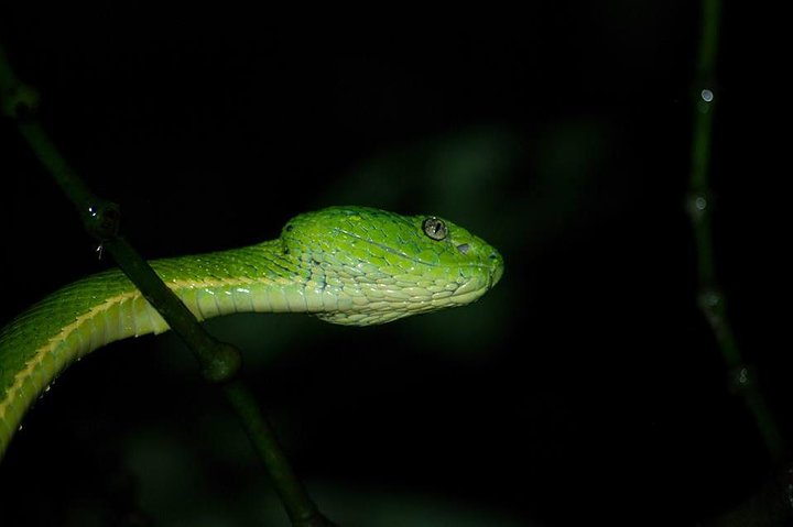 Monteverde Cloud Forest Night Wildlife Experience