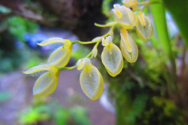 Monteverde Cloud Forest Hanging Bridges Guided Walk