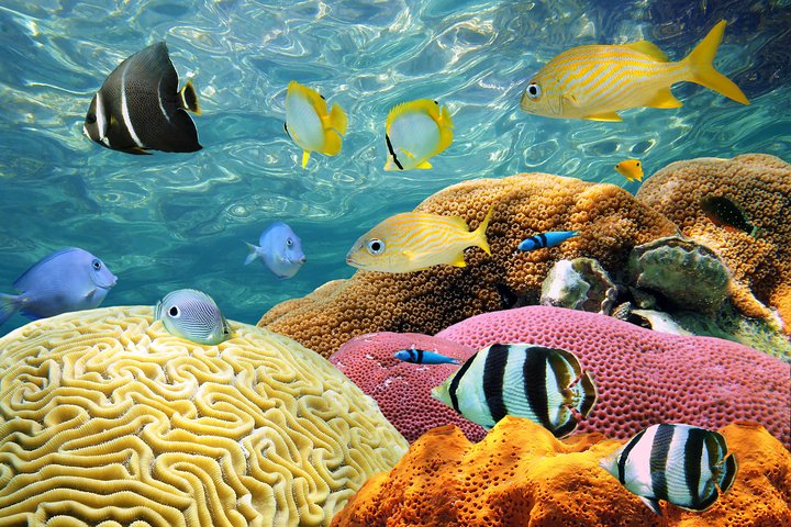Miami/Lauderdale: Bahamas Day Cruise & Getaway