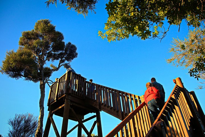 Motuara Wildlife Sanctuary Tour and Dolphin Cruise from Picton