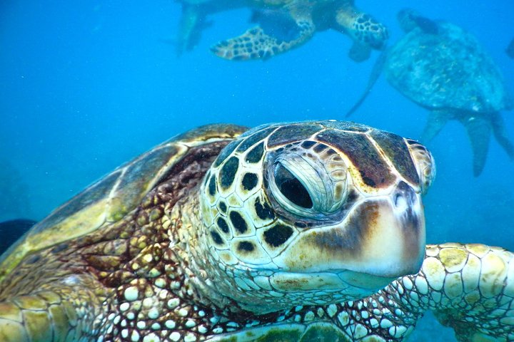 Maui: 2.5 Hour Xpress Snorkel from Ka’anapali Beach