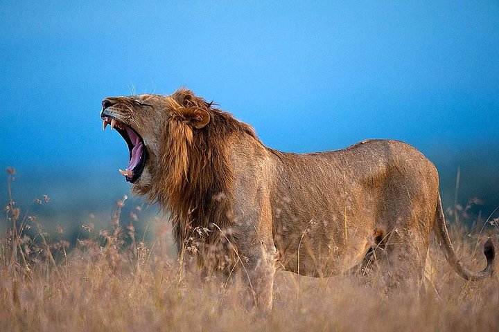Ol Pejeta Conservancy Day Tour from Nairobi