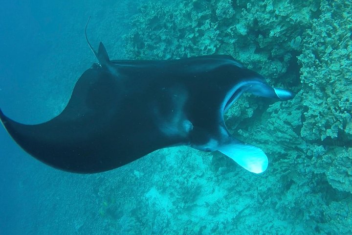 Manta Ray Night Snorkel at Kona, Big Island