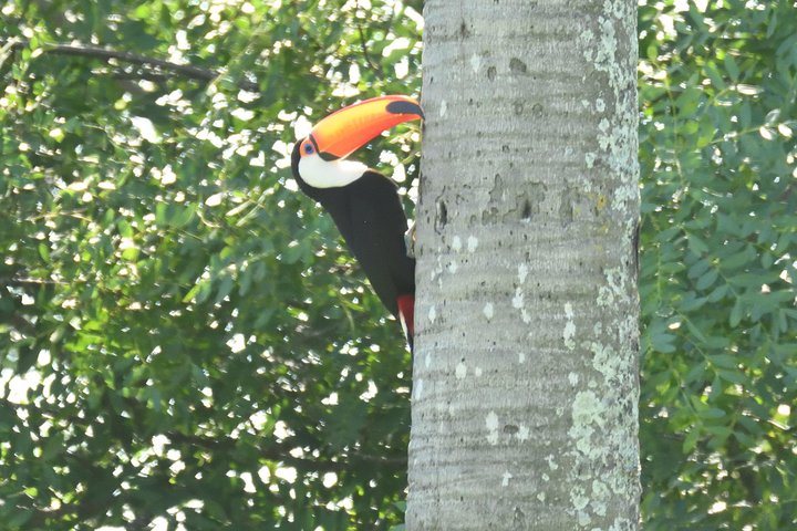 Birding and Nature Chaco Tour
