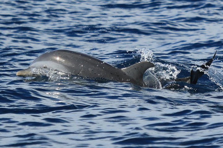 Martinique : Observation des dauphins et snorkeling