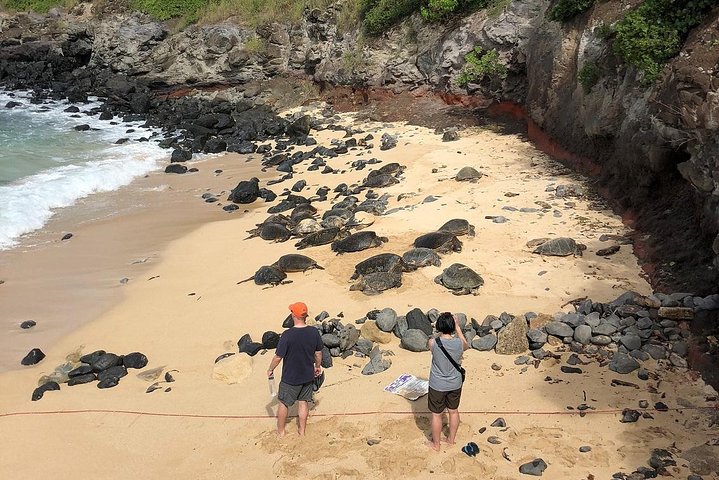 Road to Hana: Full-Day Scenic Drive with Blacksand & Waterfalls