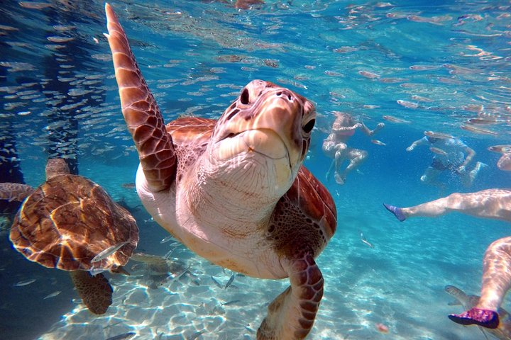 Unforgettable Sea Turtle Swim & Grote Knip Beach Escape