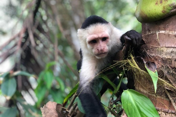Puntarenas Shore Excursion: Rainforest Skywalk & Tarcoles River
