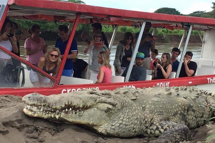 Puntarenas Shore Excursion: Rainforest Skywalk & Tarcoles River