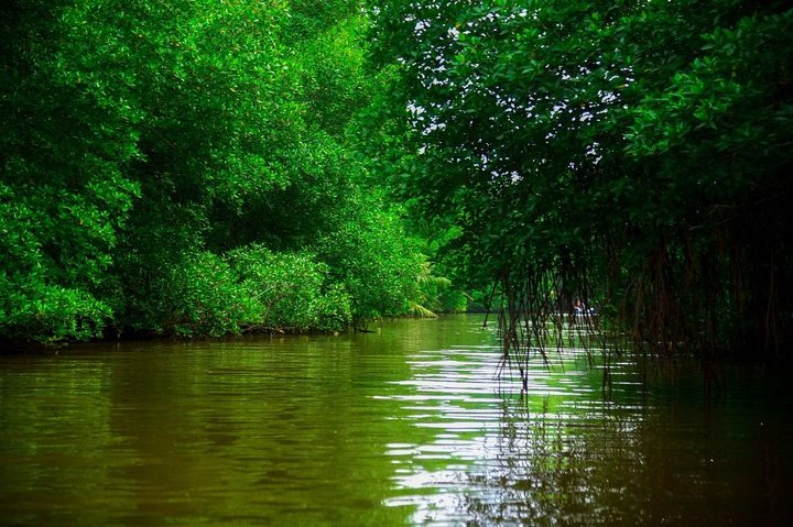 Bentota River Safari By BTM (Mangrove & Wildlife Encounter)