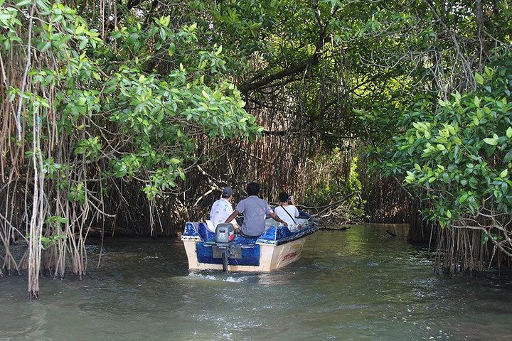 Bentota River Safari By BTM (Mangrove & Wildlife Encounter)