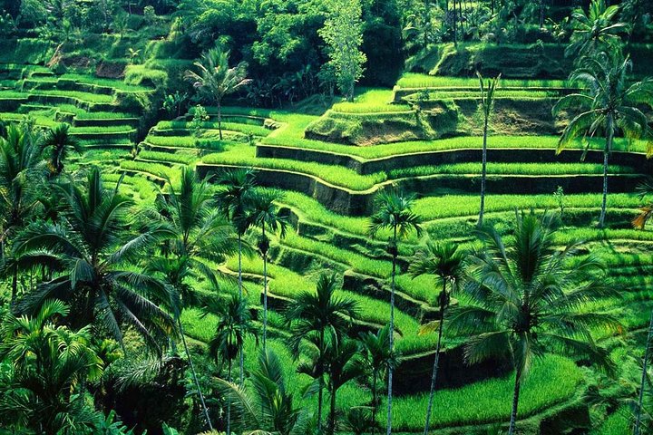 Bali Sensational Barong Dance And Kintamani Volcano Day Tour - All Inclusive