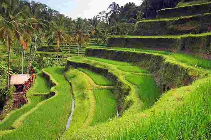 Bali Sensational Barong Dance And Kintamani Volcano Day Tour - All Inclusive