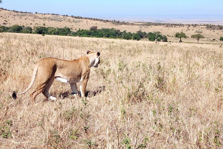 Samburu National Park Day Tour Nyeri