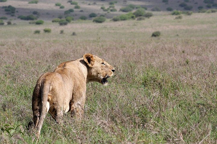 Nairobi National Park, Sheldrick Elephant, Giraffe Centre Tour