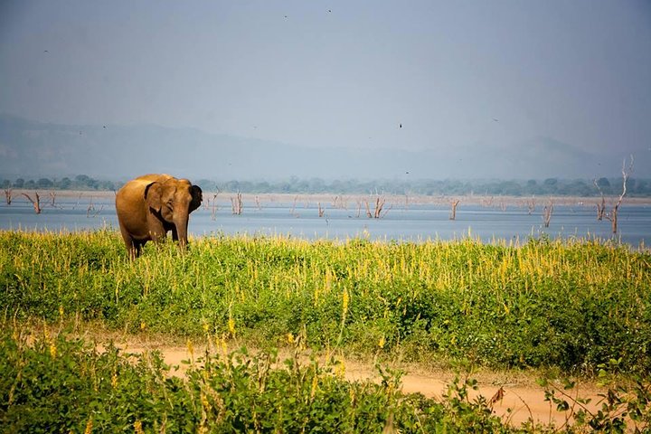 All Inclusive Private Safari in Minneriya National Park
