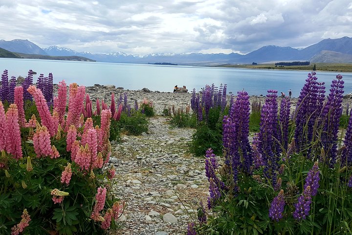 Mount Cook, Lake Tekapo and Tasman Glacier Tour from Christchurch