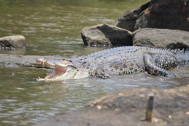 2h Bentota River Safari: Crocodiles, Monkeys, Mangrove & more