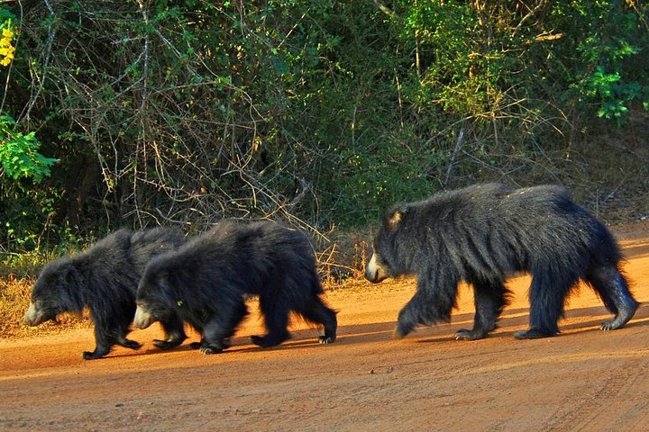 Yala Safari Day Trip from Bentota/ Kalutara/ Ahungalla/ Hikkaduwa