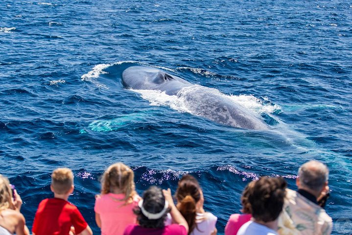 Dana Point Dolphin and Whale Watching with Underwater Viewing