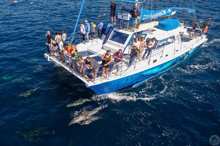 Dana Point Dolphin and Whale Watching with Underwater Viewing