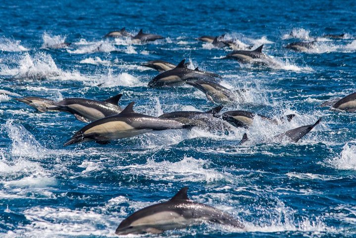 Dana Point Dolphin and Whale Watching with Underwater Viewing