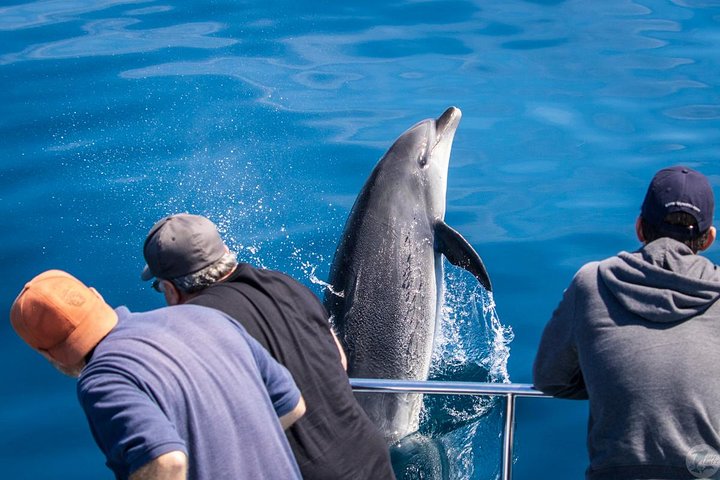 Dana Point Dolphin and Whale Watching with Underwater Viewing