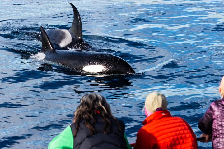 Dana Point Dolphin and Whale Watching with Underwater Viewing