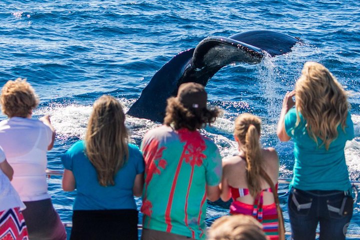 Dana Point Dolphin and Whale Watching with Underwater Viewing