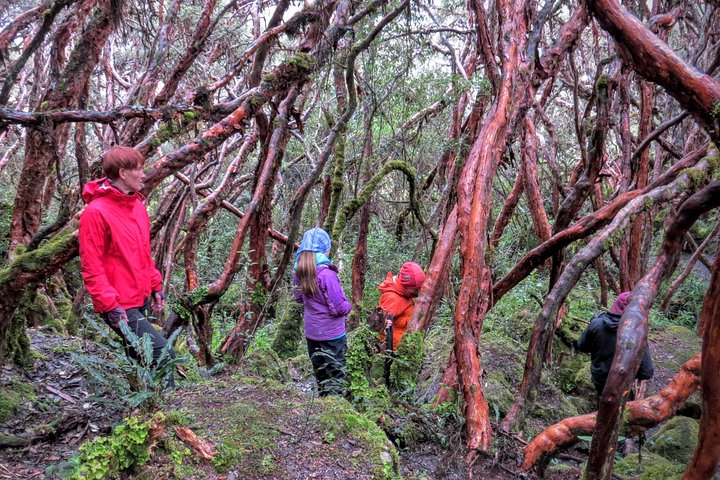 Cajas Unveiled: A Half-Day Escape from Cuenca