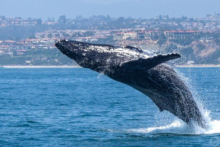 Dana Point Dolphin and Whale Watching with Underwater Viewing