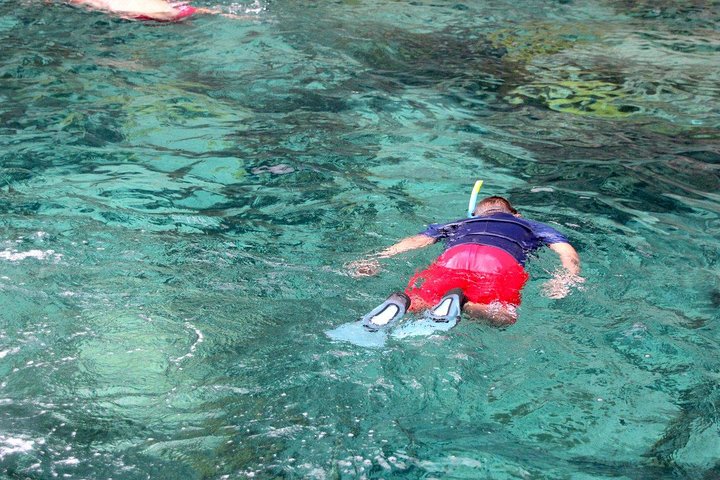 Martinique : Observation des dauphins et snorkeling