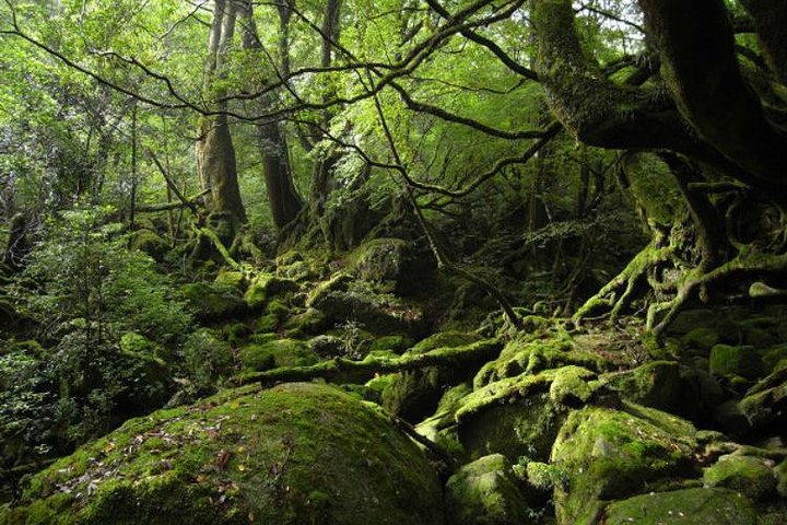 Shiratani-Unsuikyo Trekking Tour in Yakushima Island