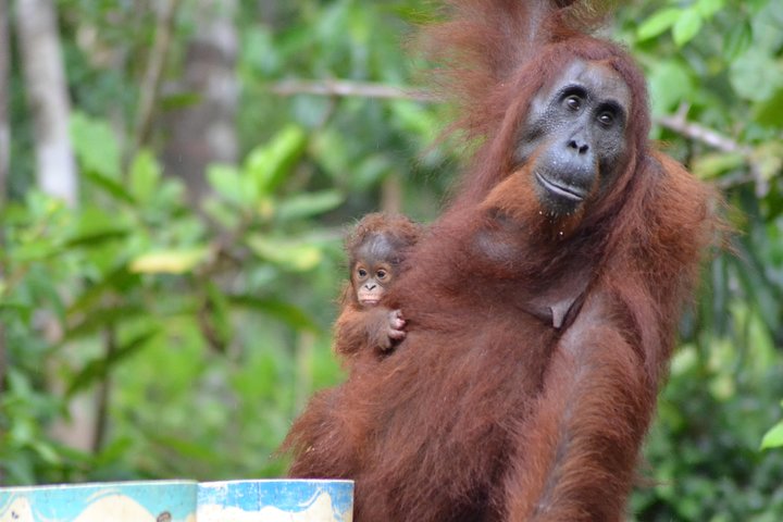 Orangutan Tanjung Puting Day Trip
