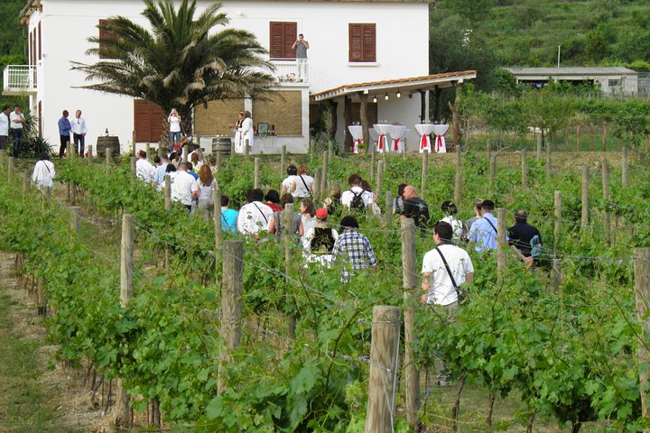 Konavle Valley Wine Tour from Dubrovnik -Train Ride &Wine Tasting