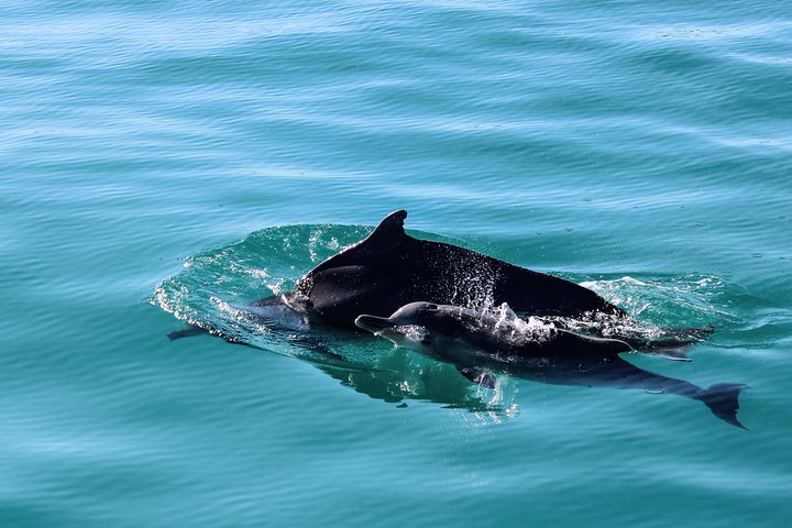 Marine Big 5 Safari with transport from Hermanus