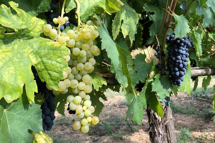 Private Tour in Siena, San Gimignano and Chianti Day Trip from Florence