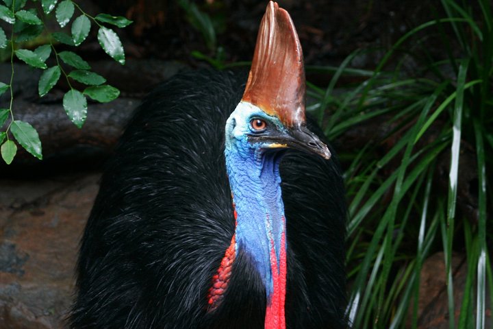 Cape Tribulation & Daintree Wilderness (TCT)