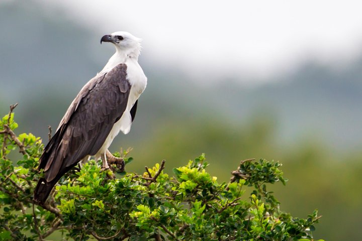 Yala Safari Tour from Hambantota Port by Ajith Safaris