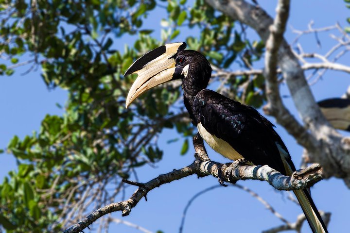 Yala Safari Tour from Hambantota Port by Ajith Safaris