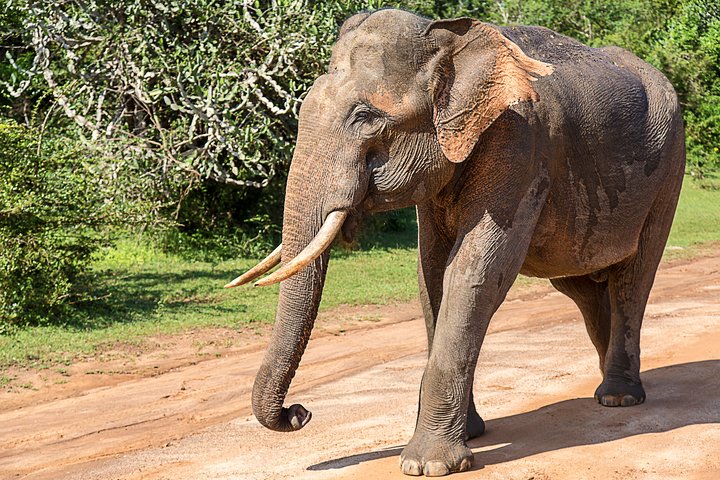 Yala Safari Tour from Hambantota Port by Ajith Safaris