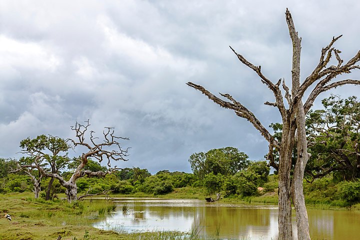 Yala Safari Tour from Hambantota Port by Ajith Safaris