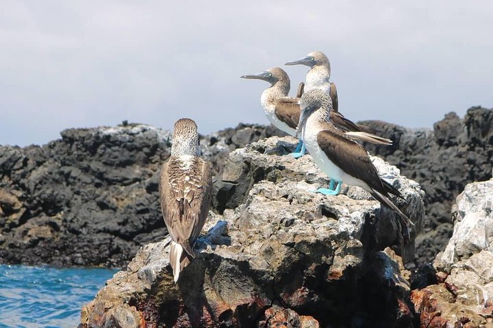 Tour to Tintoreras Bay from Isabela Island