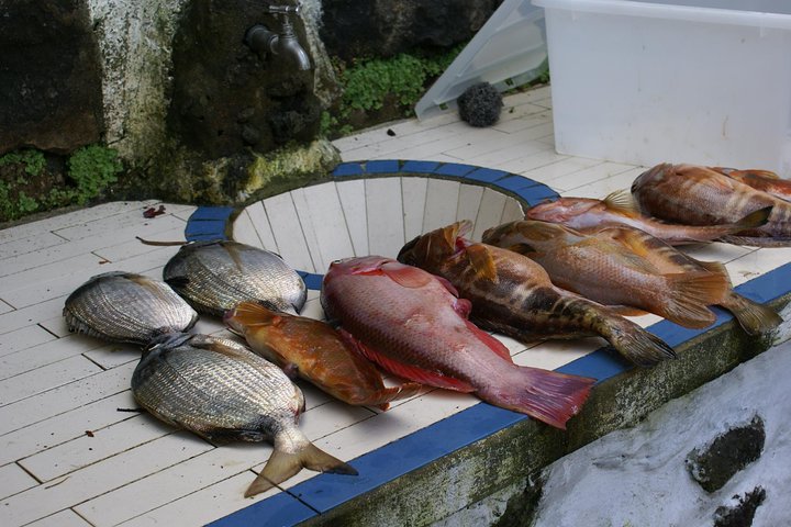 Fish In the Azores