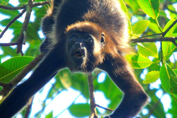 Gatun Lake: Monkeys & Exotic Wildlife by the Canal