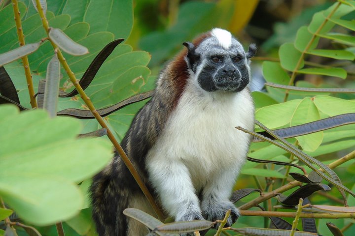 Gatun Lake: Monkeys & Exotic Wildlife by the Canal