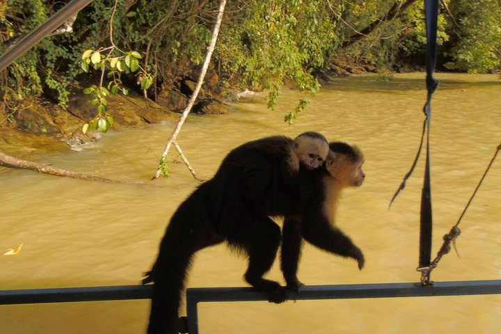 Gatun Lake: Monkeys & Exotic Wildlife by the Canal
