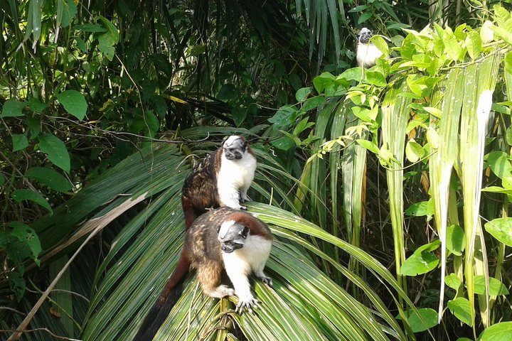 Gatun Lake: Monkeys & Exotic Wildlife by the Canal