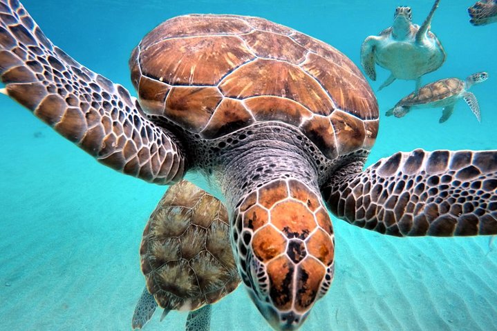 Unforgettable Sea Turtle Swim & Grote Knip Beach Escape