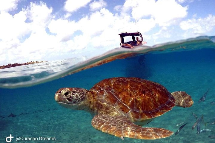Unforgettable Sea Turtle Swim & Grote Knip Beach Escape